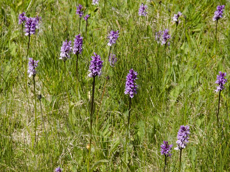 Dactylorhiza fuchsii